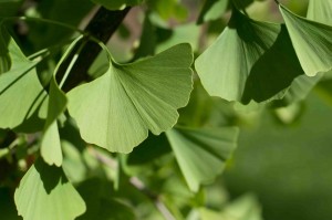 ginkgoleaves