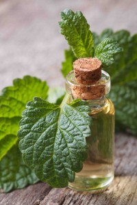 lemonbalm1